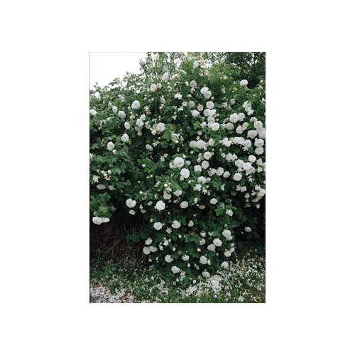 엘리자베스 덩케르 White Rose 70 x 100 (액자포함)