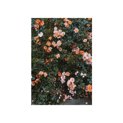 엘리자베스 덩케르 Rose 70 x 100 (액자포함)